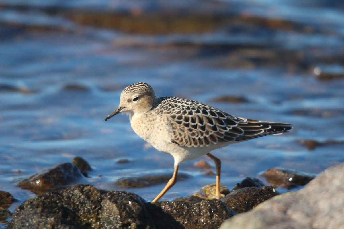 rustsnipe - ML641370196