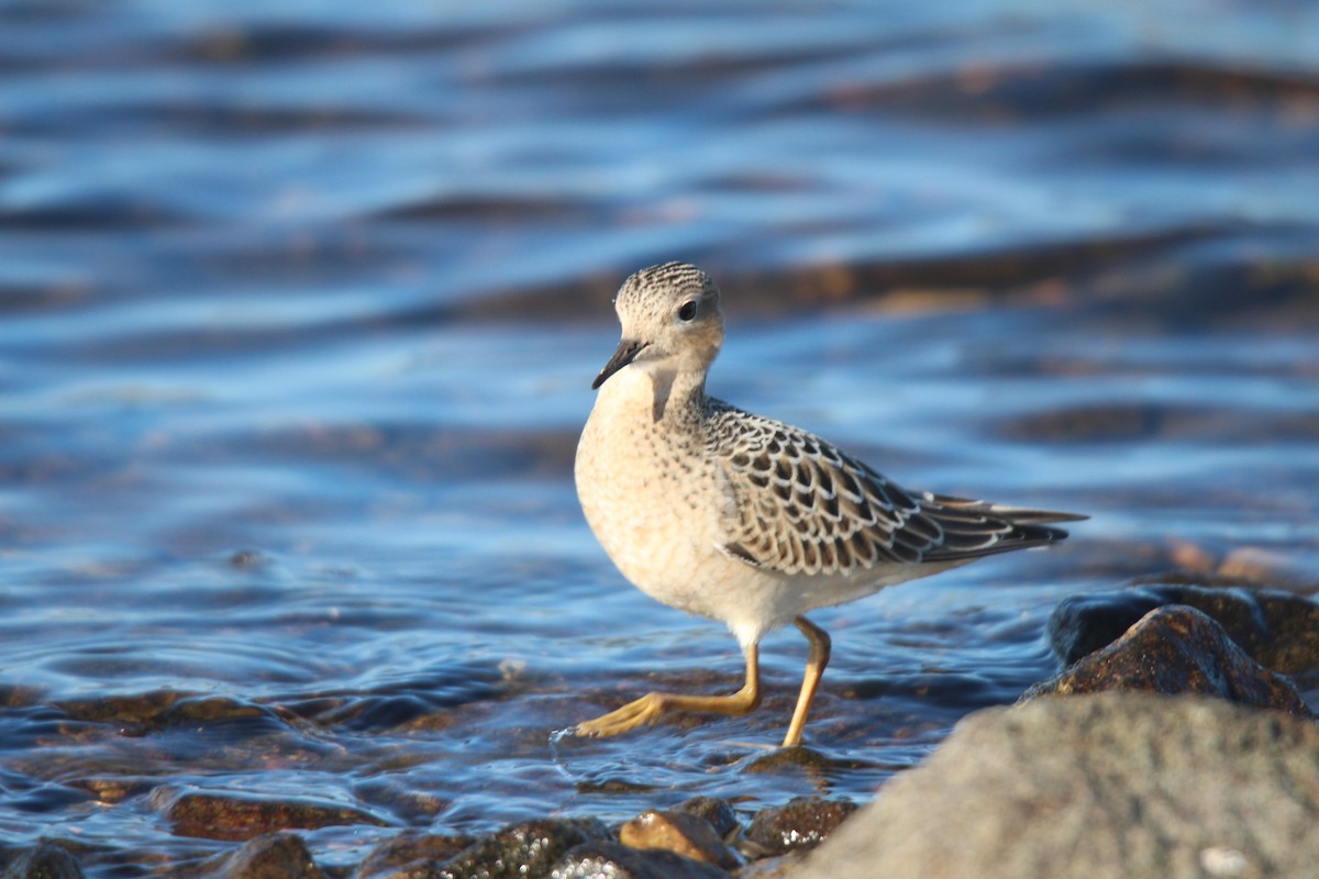 rustsnipe - ML641370197