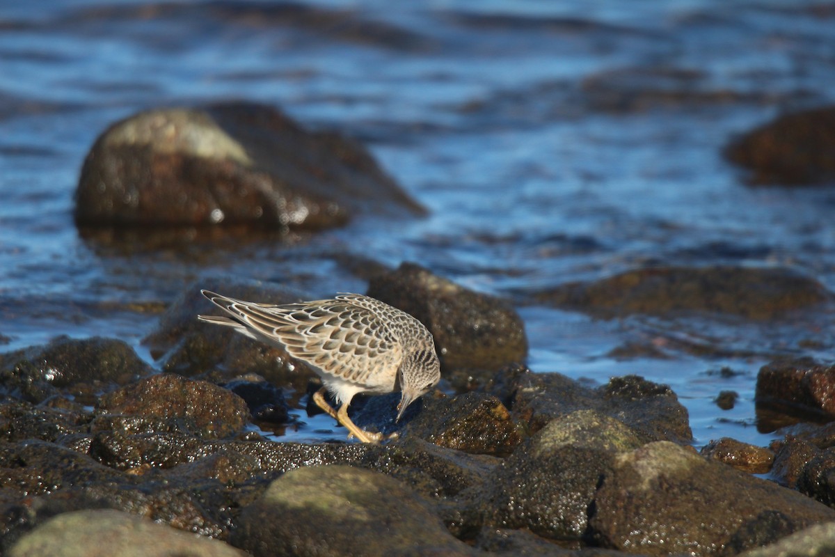 rustsnipe - ML641370199