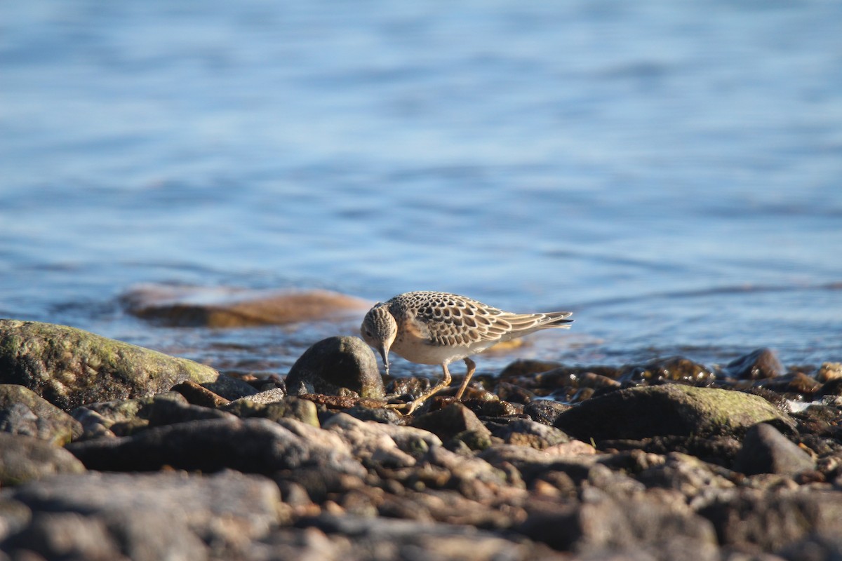rustsnipe - ML641370200