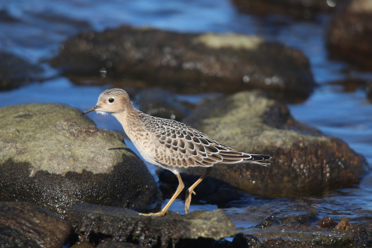 rustsnipe - ML641370202