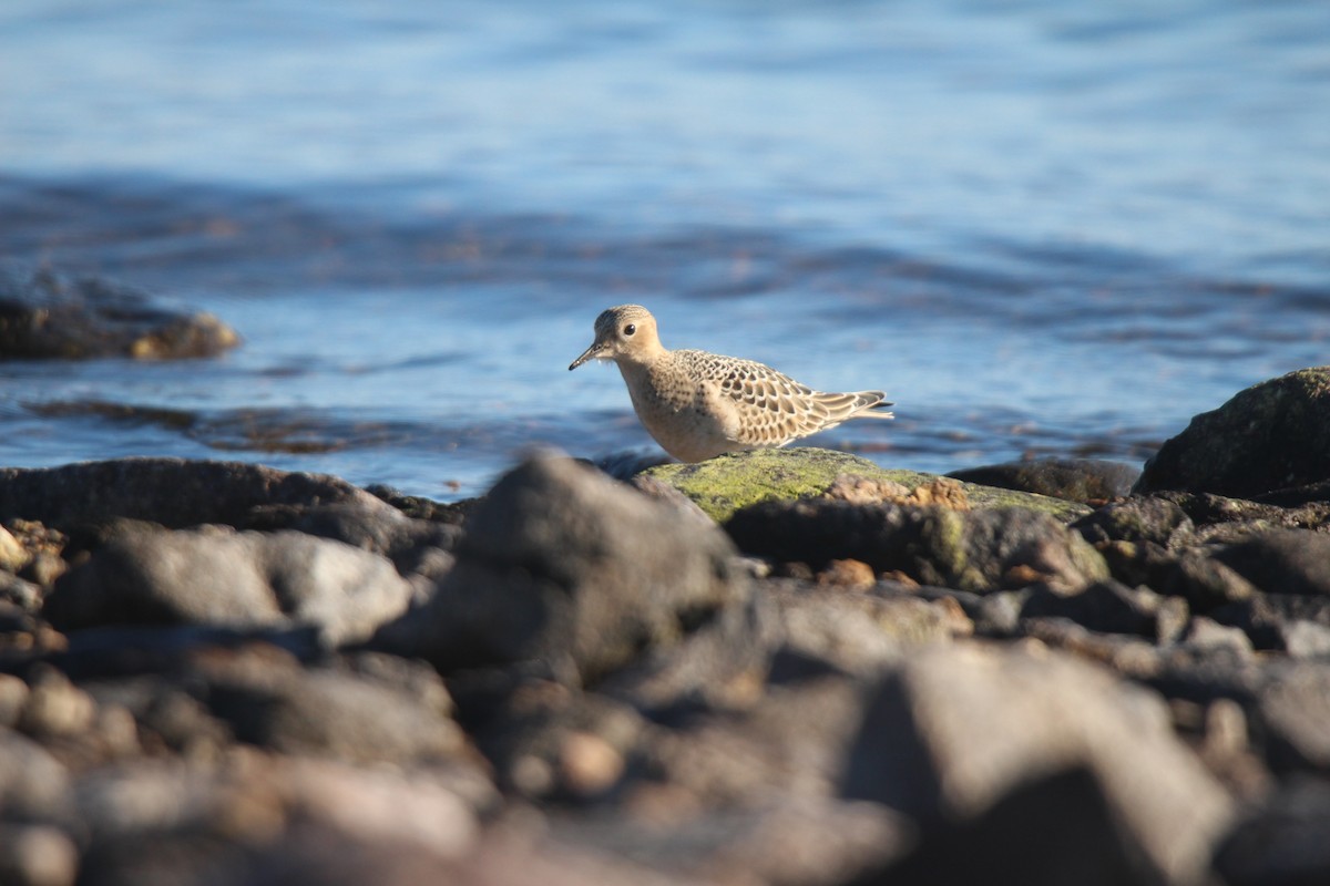 rustsnipe - ML641370203