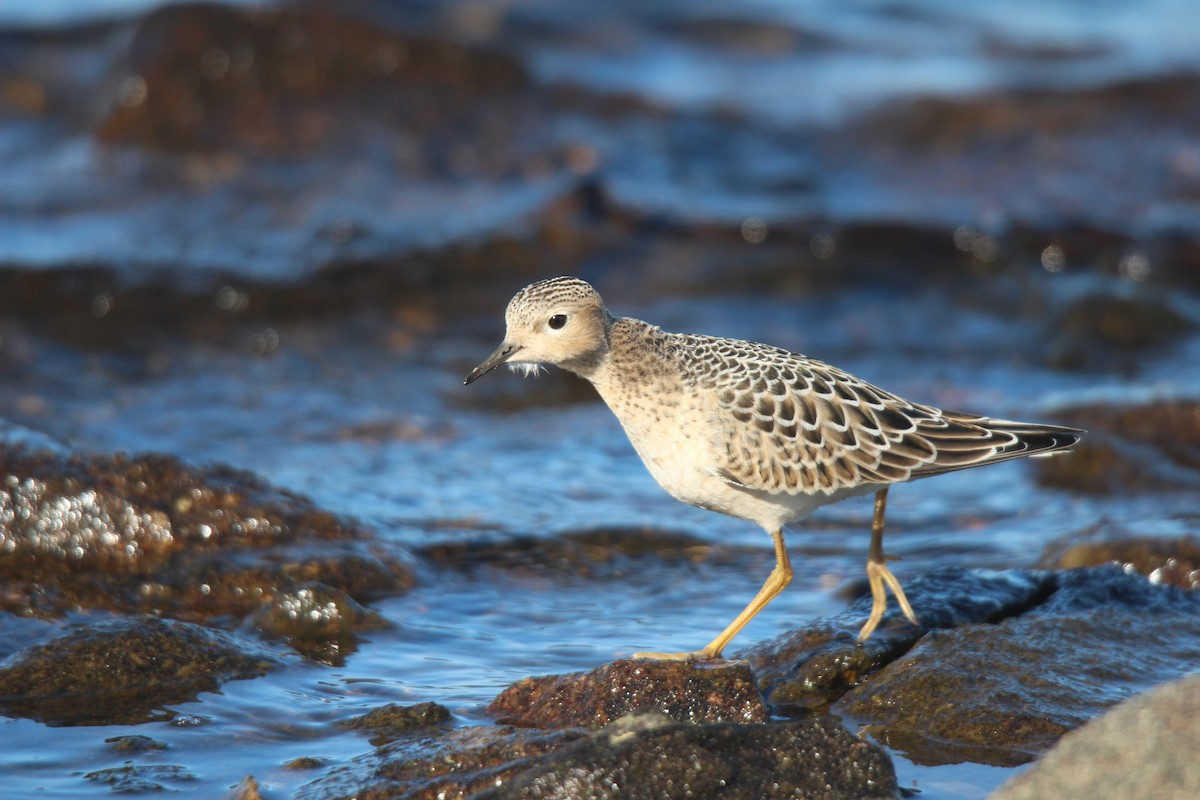 rustsnipe - ML641370204