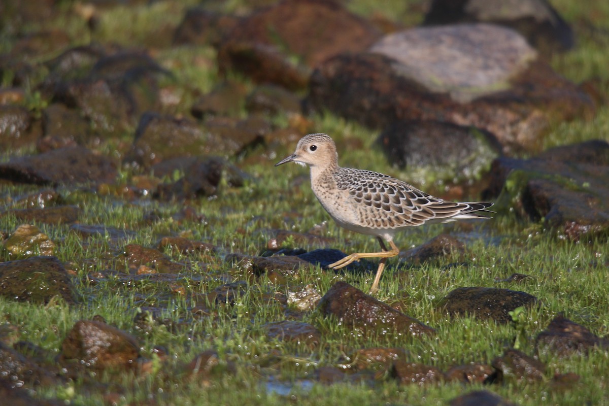 rustsnipe - ML641370205