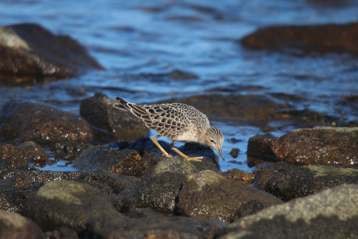 rustsnipe - ML641370207