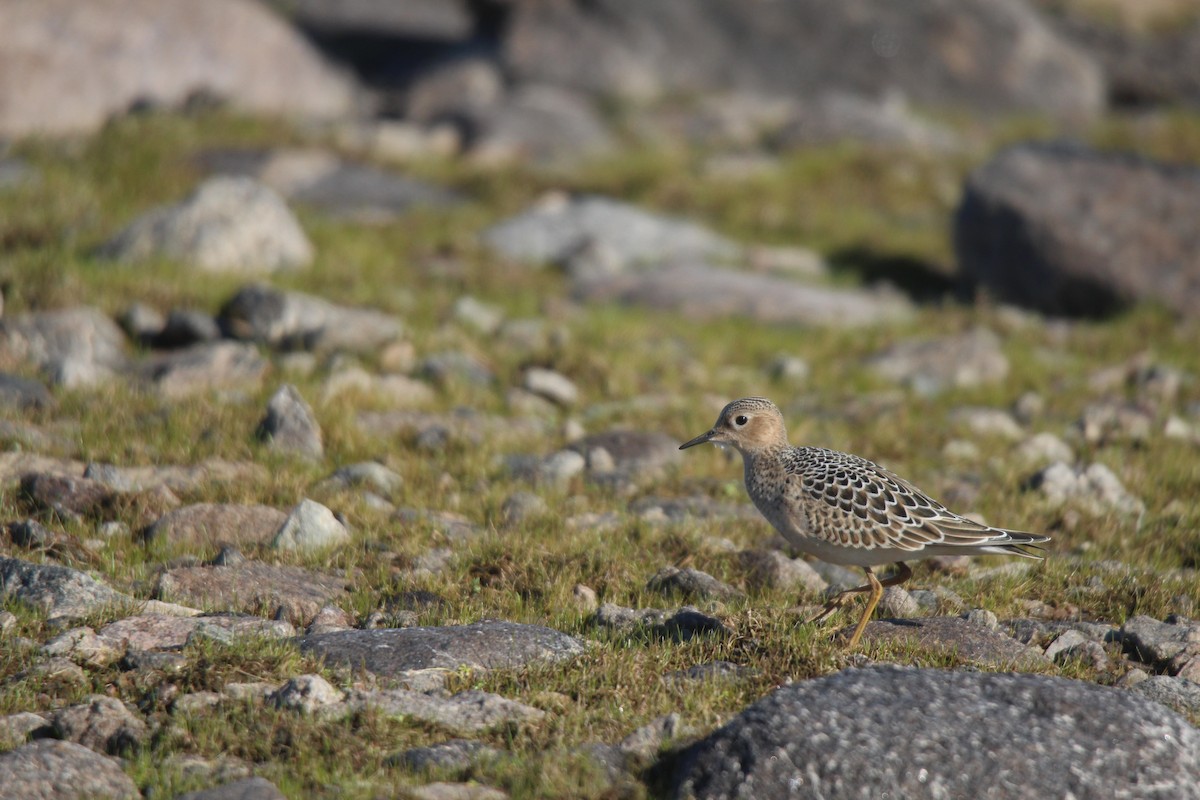 rustsnipe - ML641370208