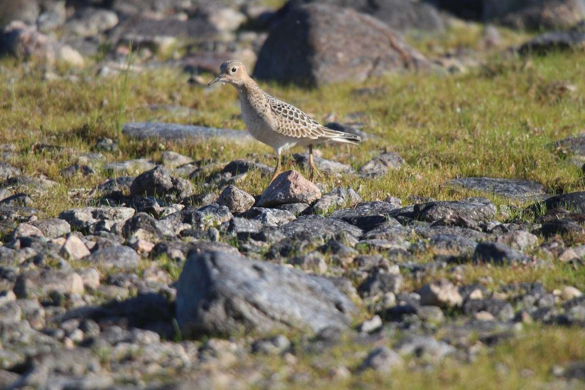 rustsnipe - ML641370209