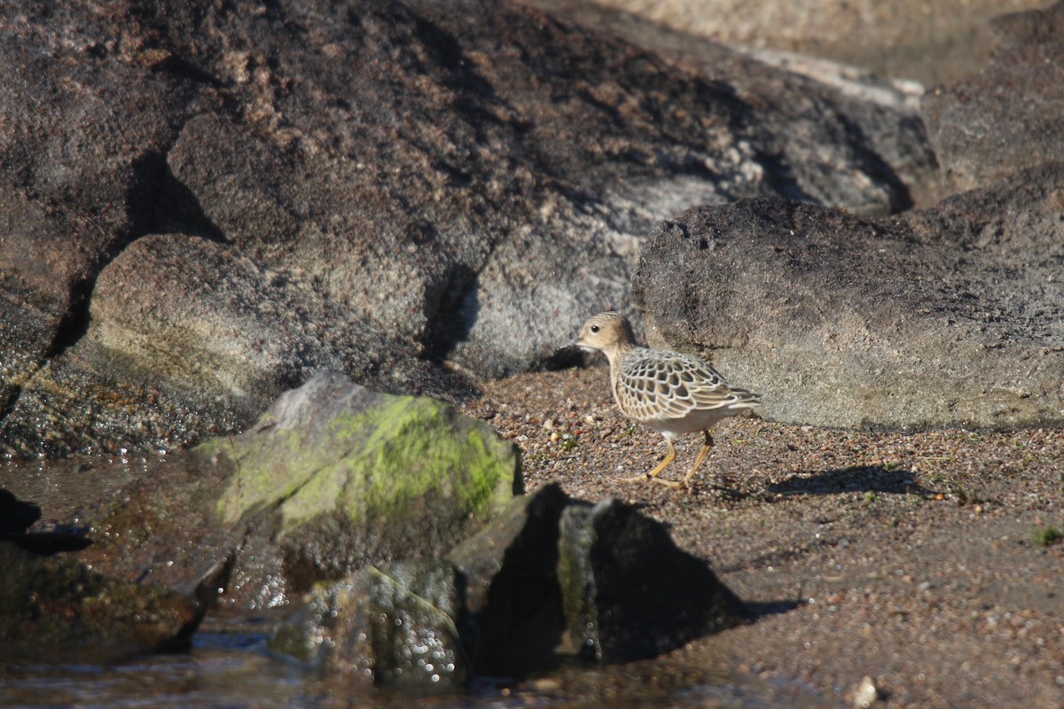 rustsnipe - ML641370211