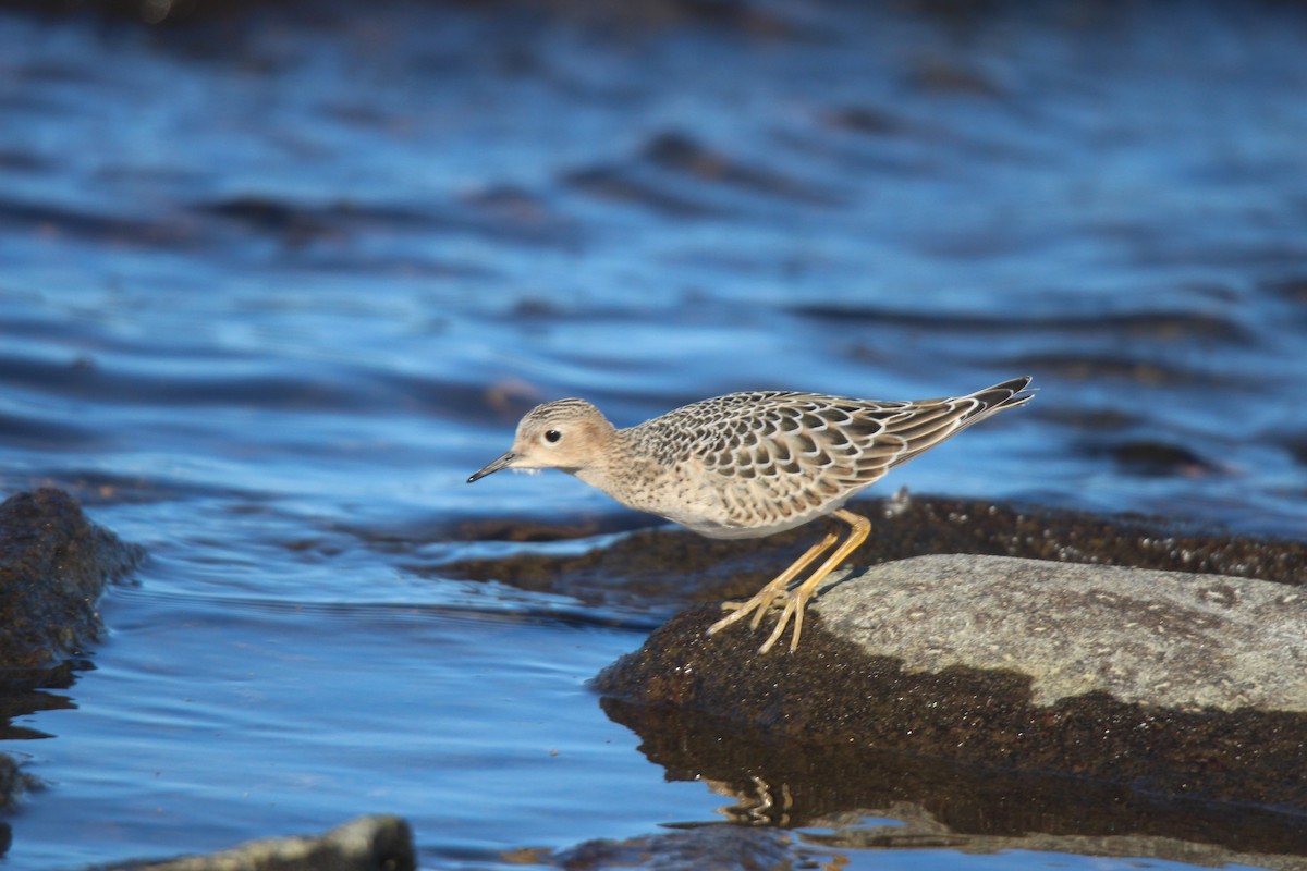 rustsnipe - ML641370212