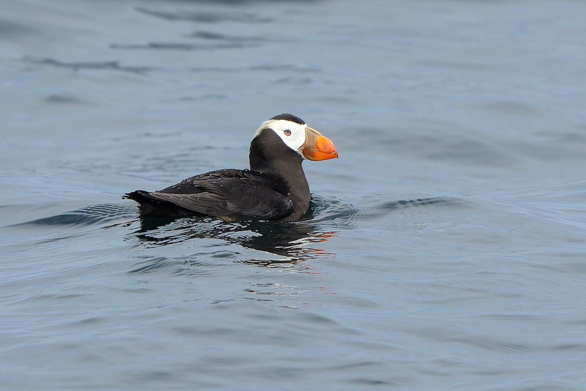Tufted Puffin - ML641370226
