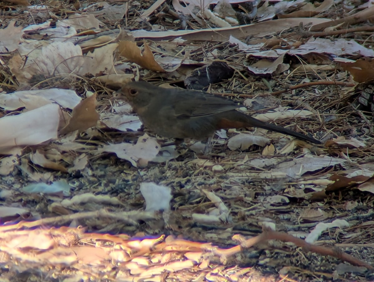 California Towhee - ML641370227