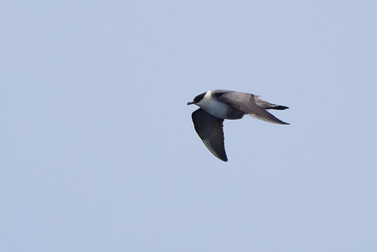 Long-tailed Jaeger - ML641370229