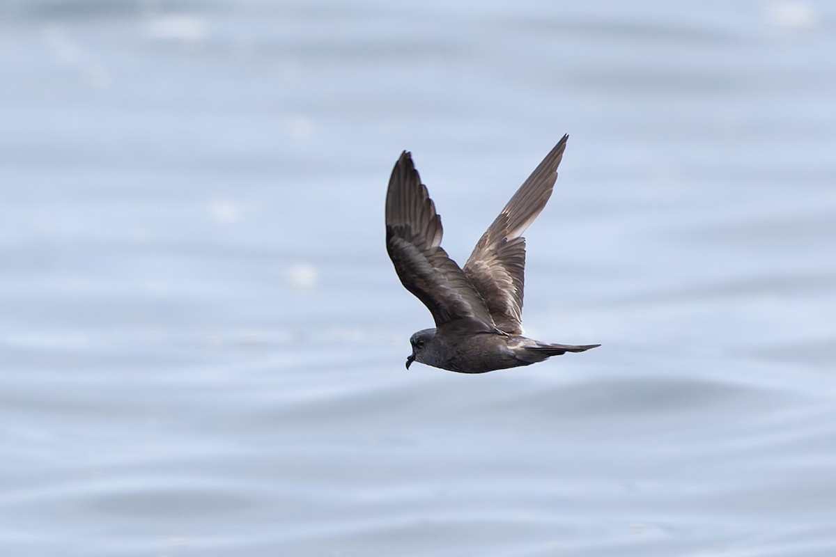 Ashy Storm-Petrel - ML641370245