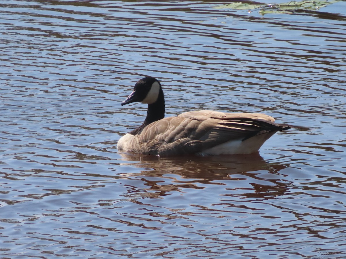 Canada Goose - ML641370249