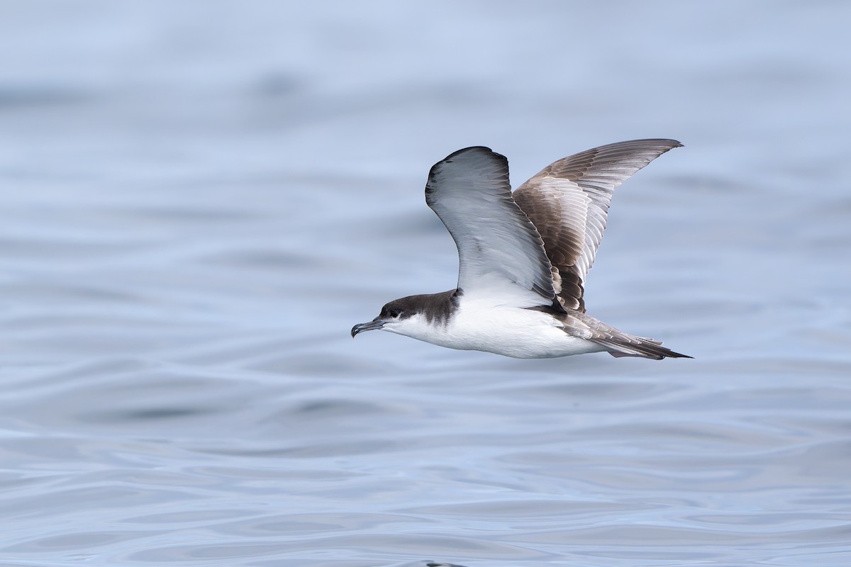 Buller's Shearwater - ML641370251