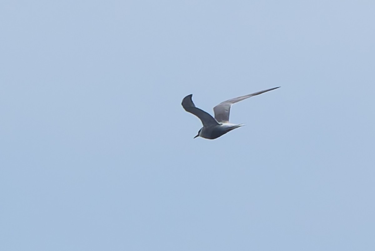 Arctic Tern - ML641370259
