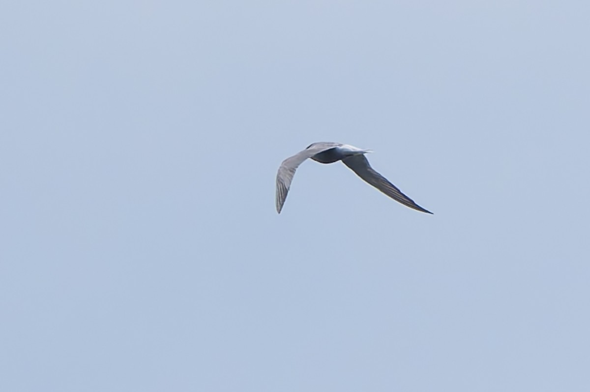 Arctic Tern - ML641370261