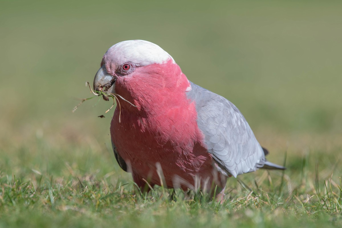 Galah - ML641370271