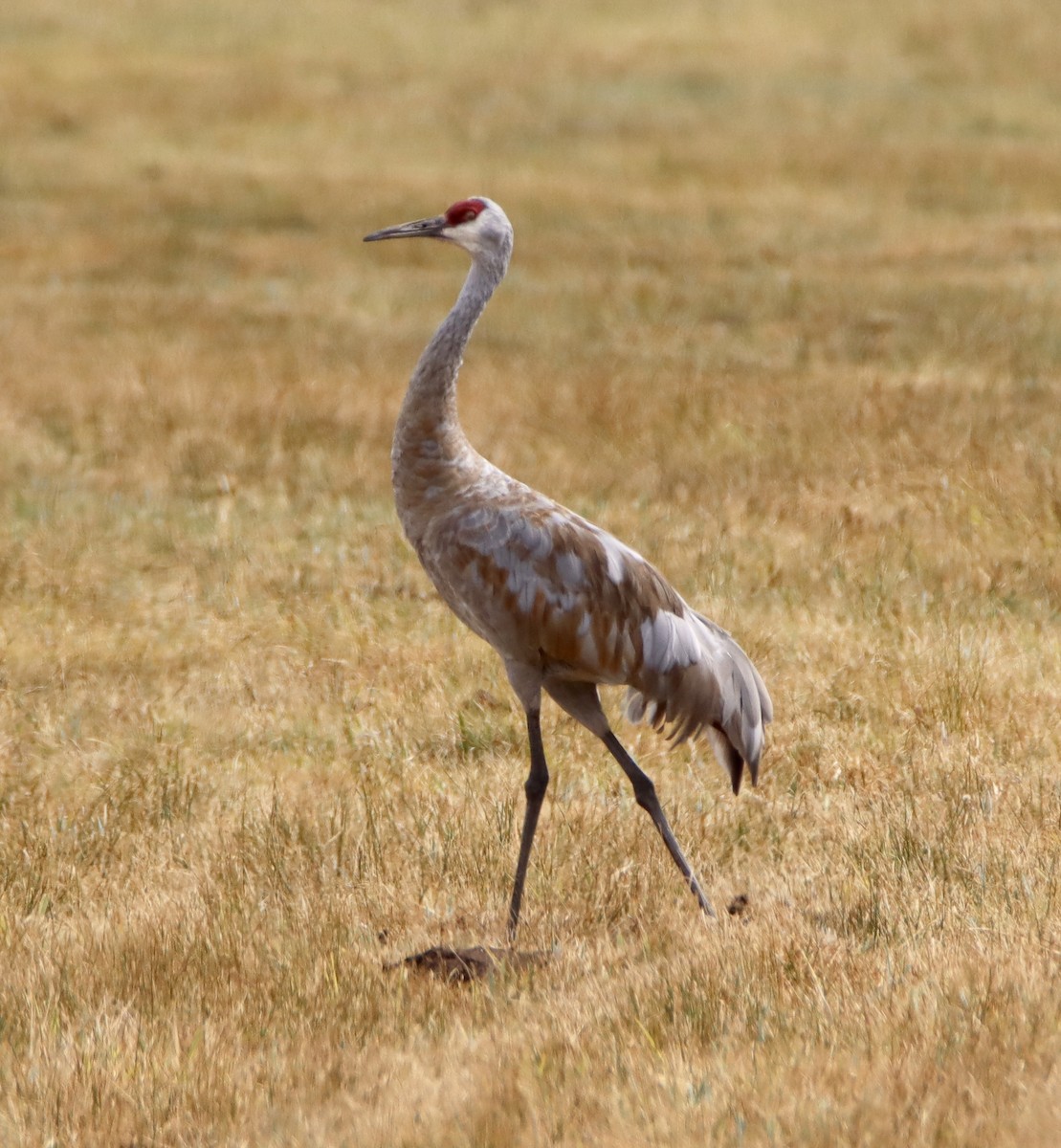 Sandhill Crane - ML641370272