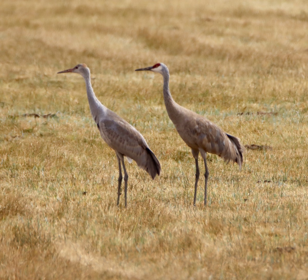 Sandhill Crane - ML641370273