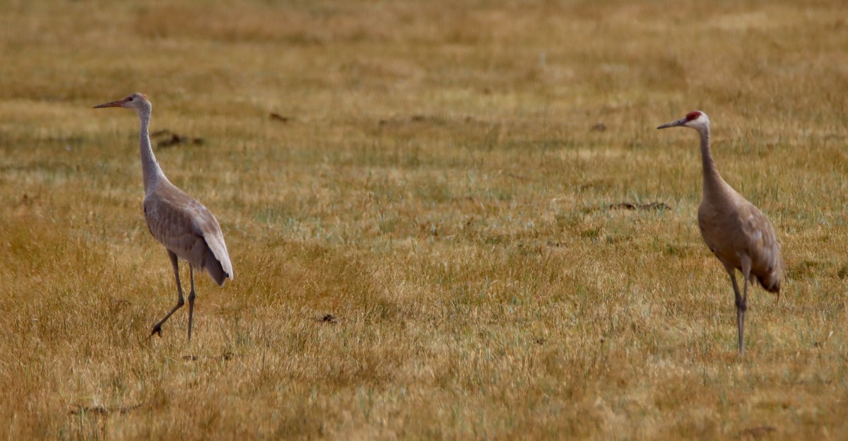 Sandhill Crane - ML641370274