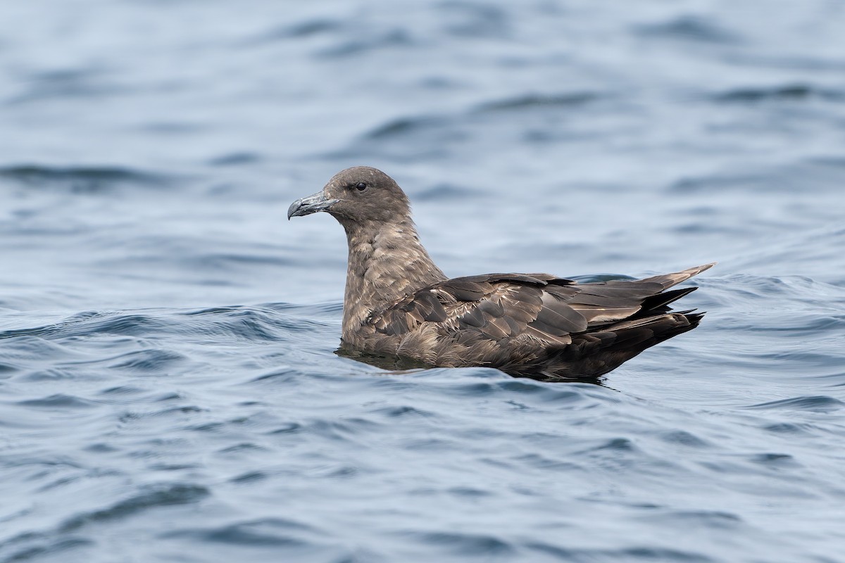 South Polar Skua - ML641370339