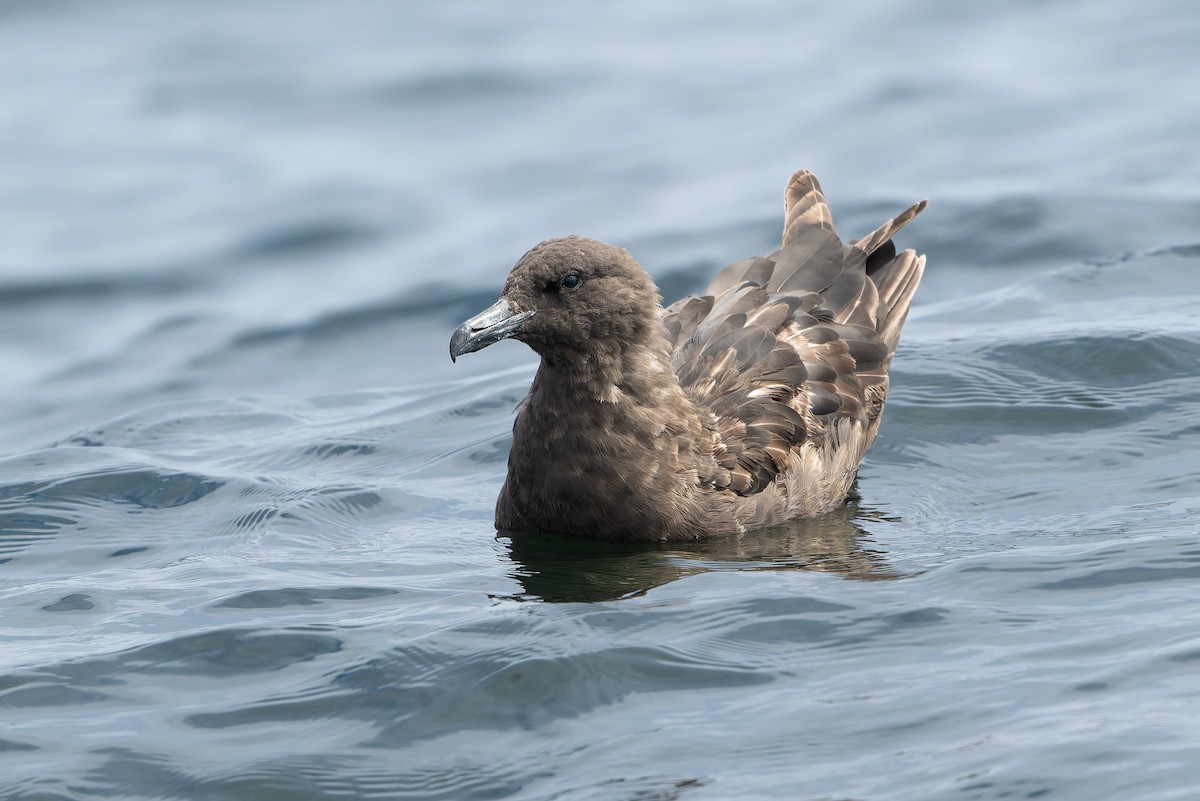 South Polar Skua - ML641370343