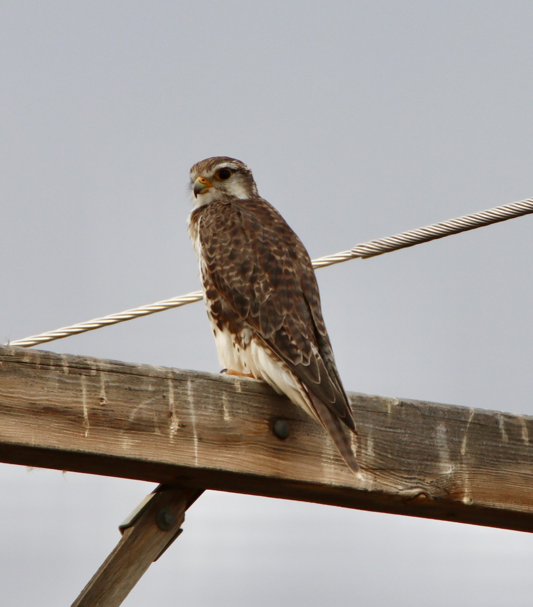 Prairie Falcon - ML641370346
