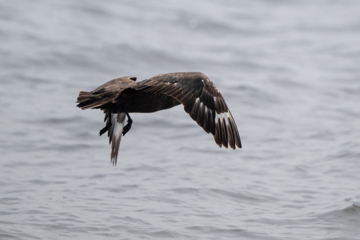 South Polar Skua - ML641370348