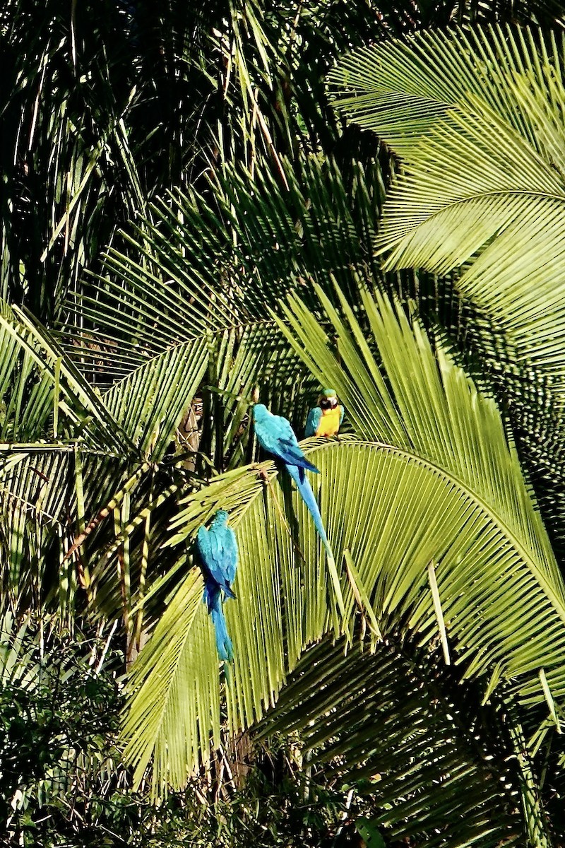 Ara bleu - ML641370363
