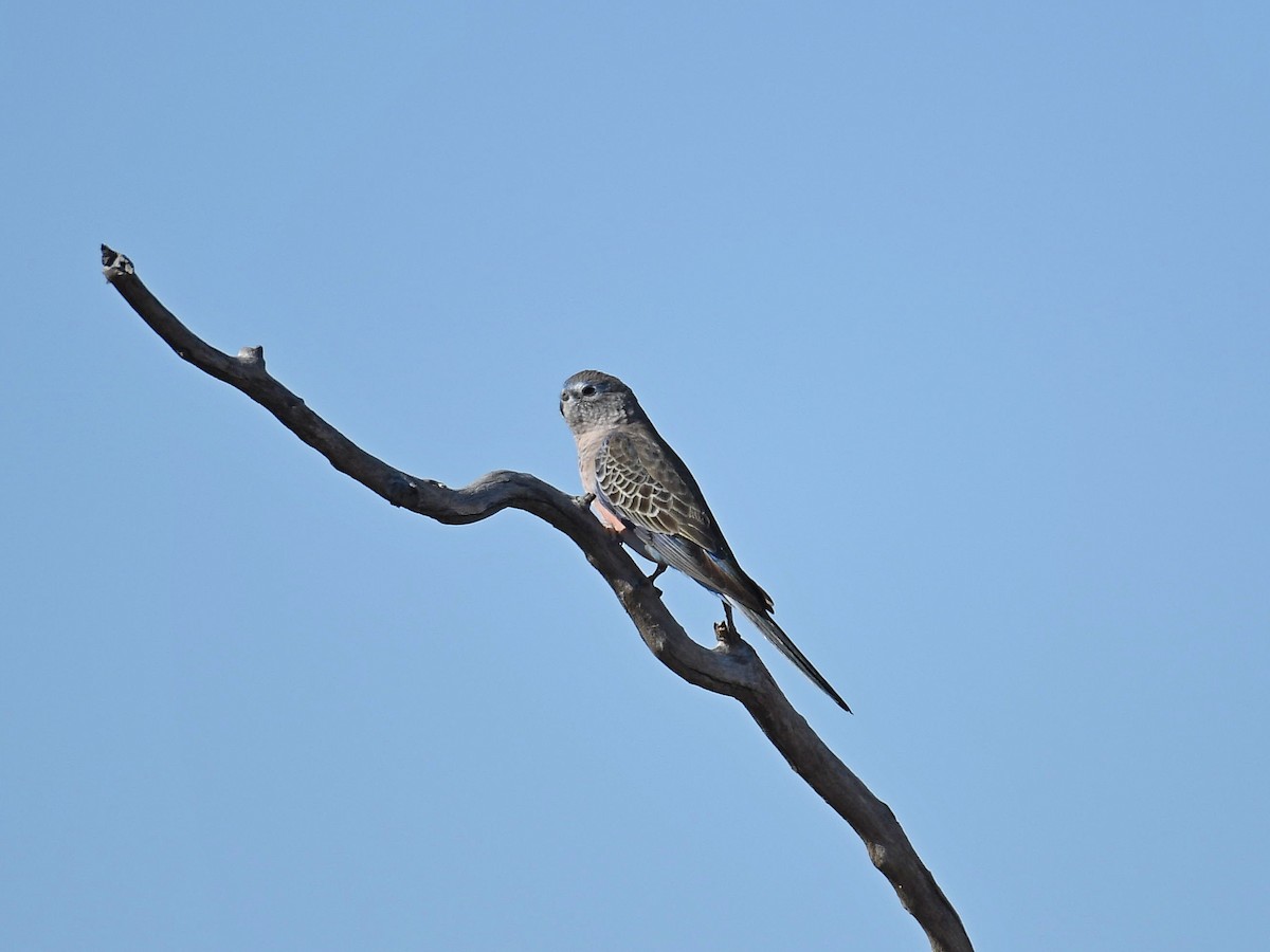 Bourke's Parrot - ML641370370
