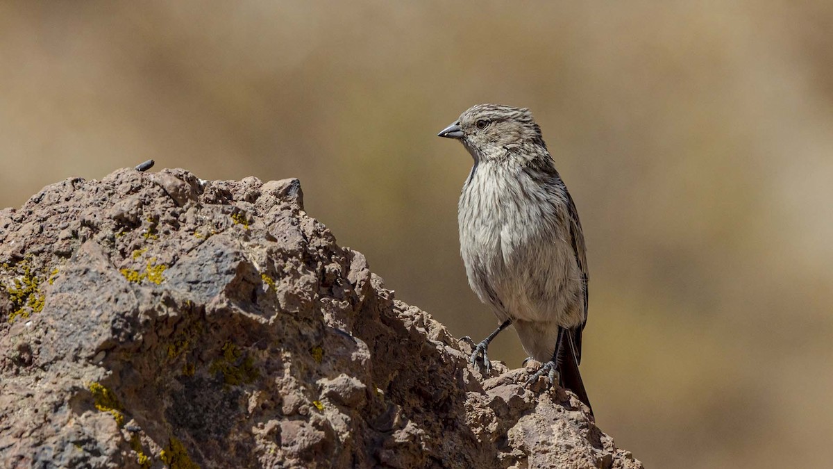 Ash-breasted Sierra Finch - ML641370383