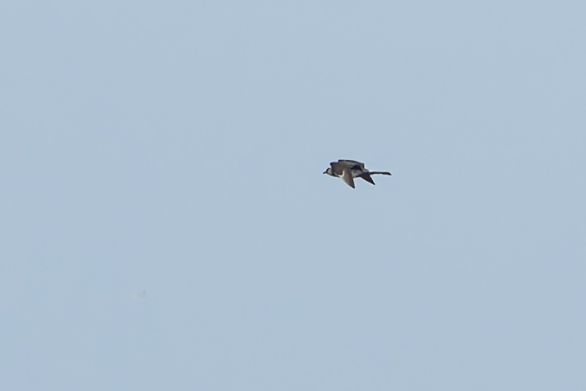 Pomarine Jaeger - ML641370410