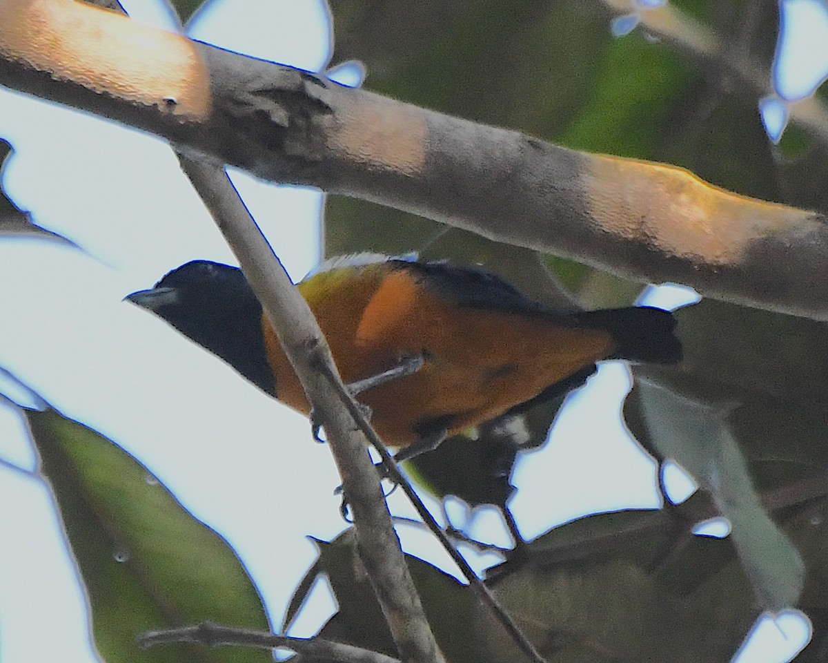 Rufous-bellied Euphonia - ML641370411