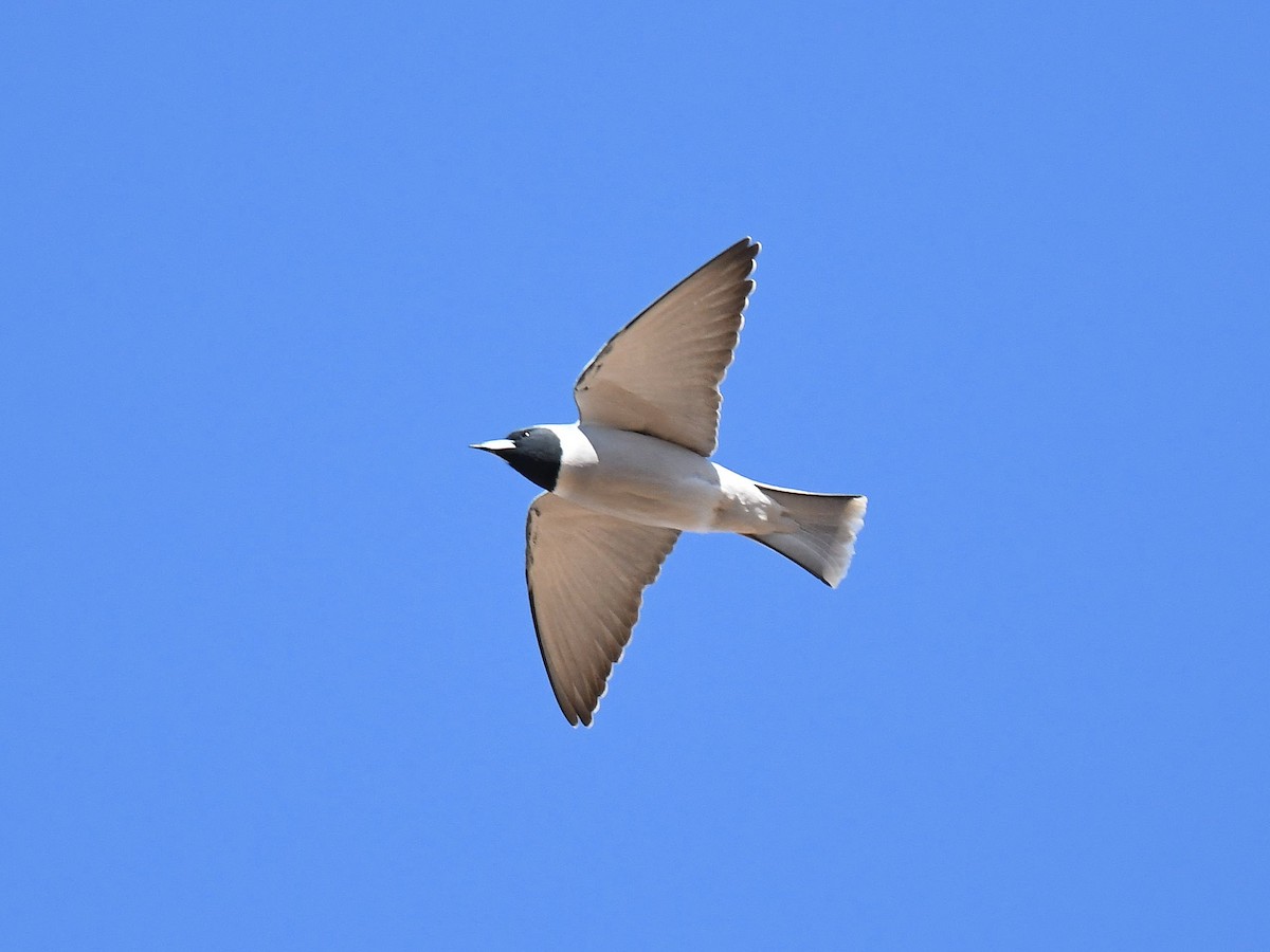 Masked Woodswallow - ML641370413