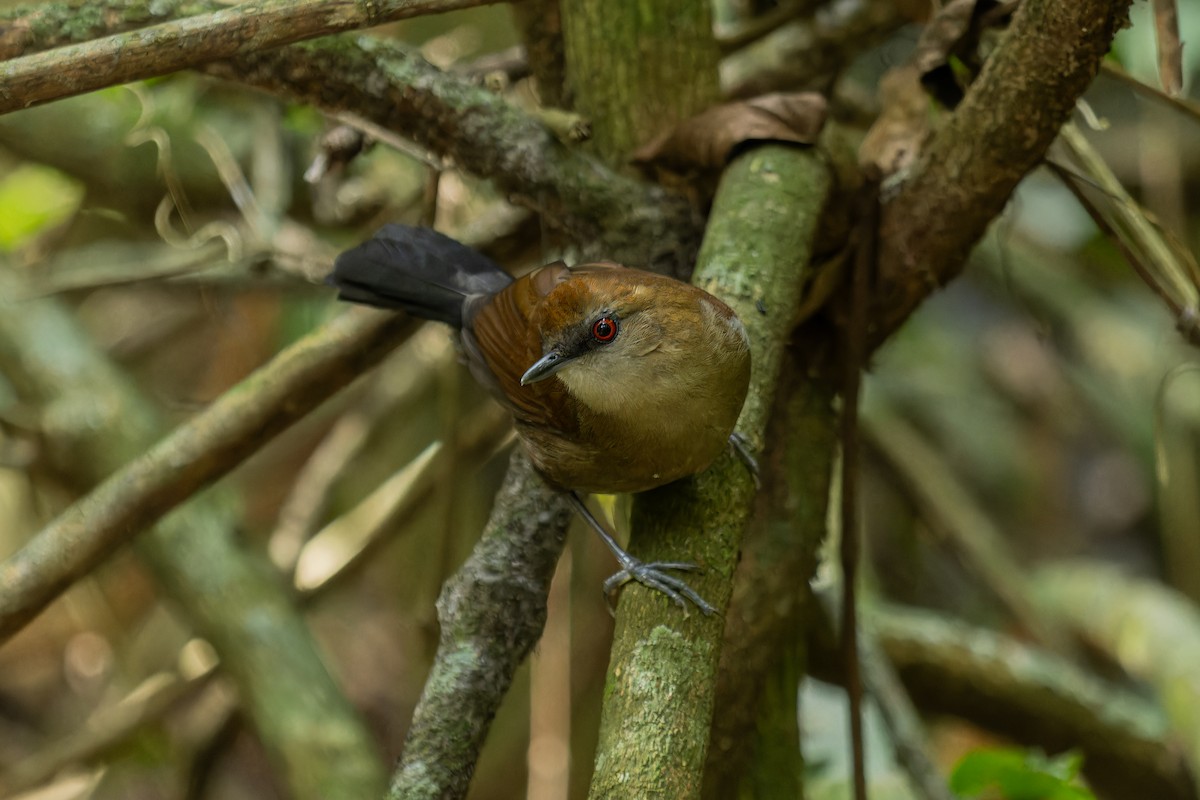 White-shouldered Fire-eye - ML641370430