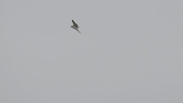 White-tailed Kite - ML641370431