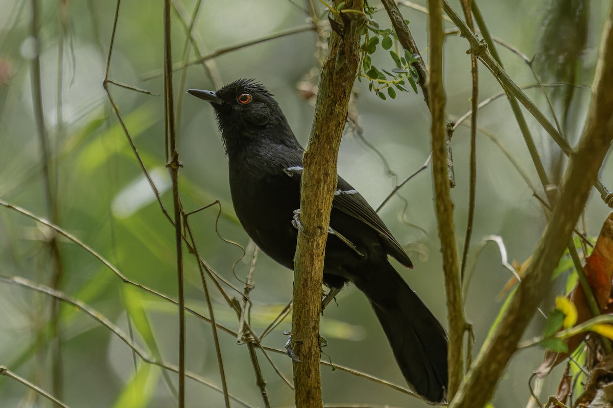 White-shouldered Fire-eye - ML641370433