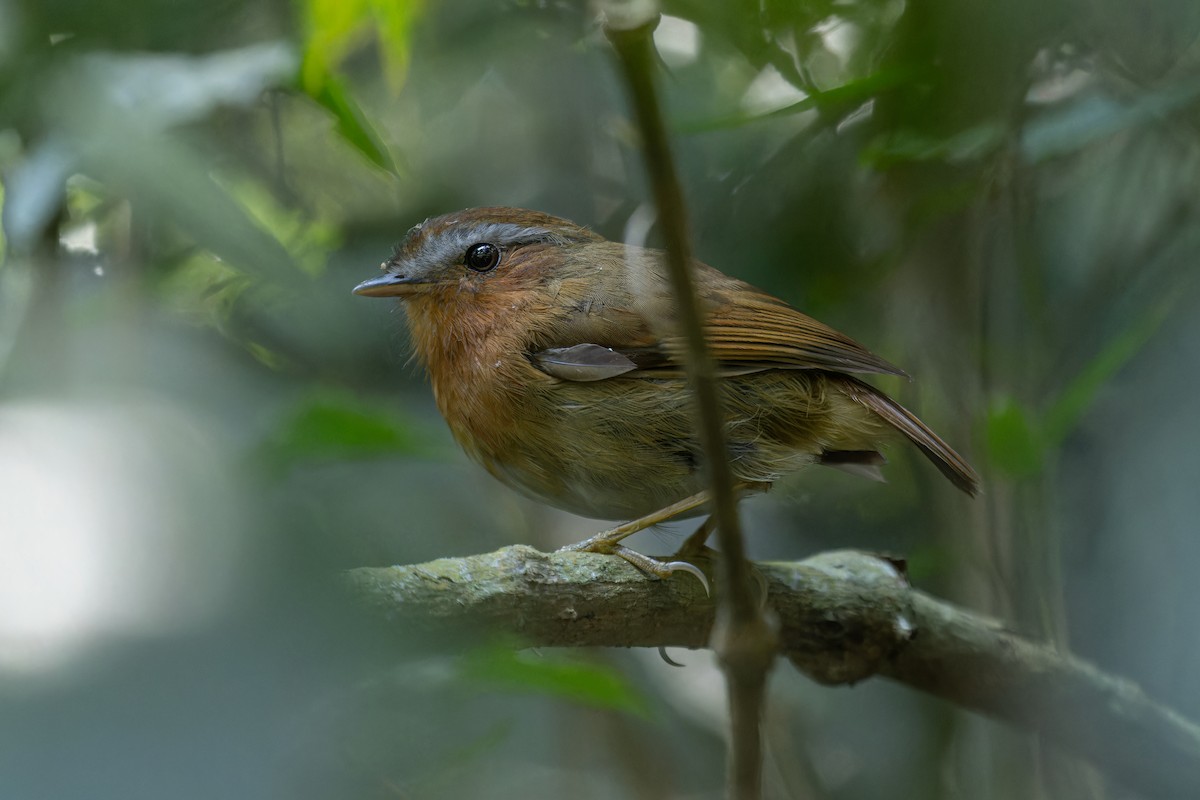 Rufous Gnateater - ML641370459