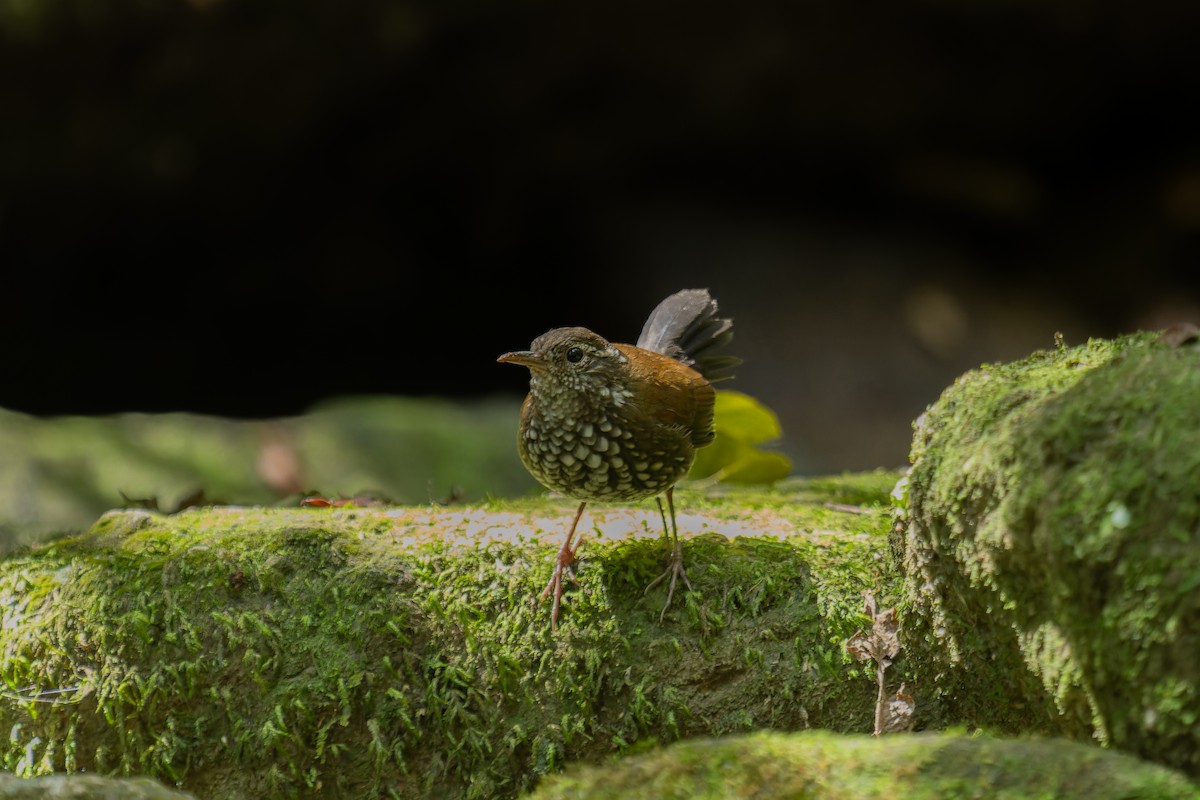 Sharp-tailed Streamcreeper - ML641370466
