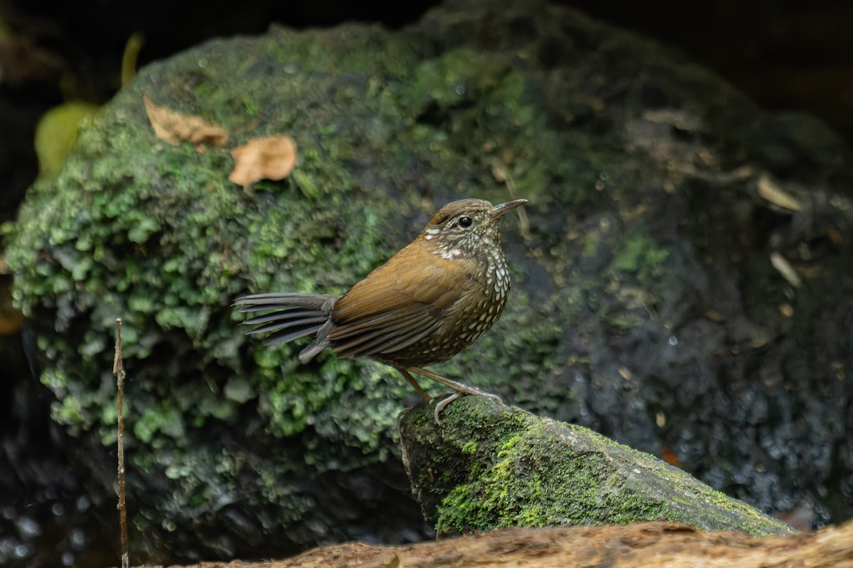 Sharp-tailed Streamcreeper - ML641370470