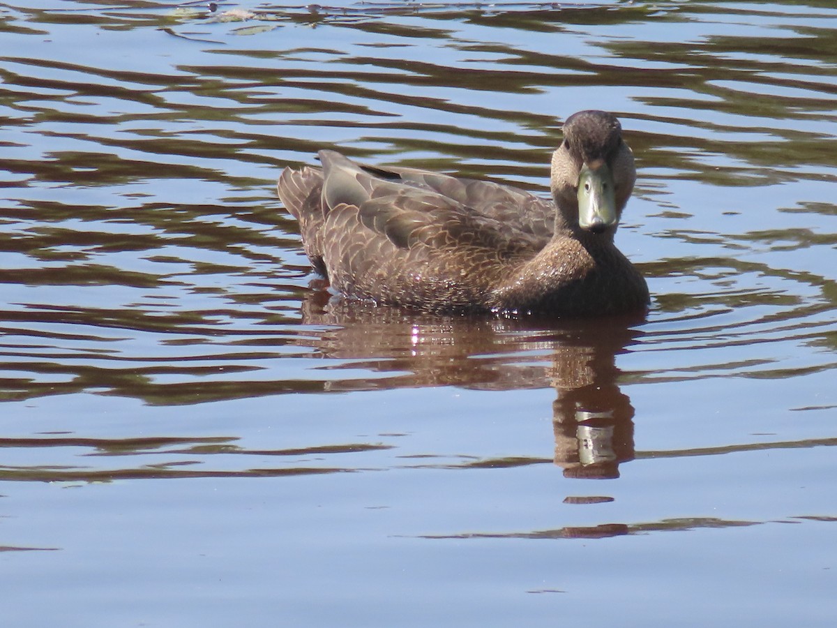 American Black Duck - ML641370479