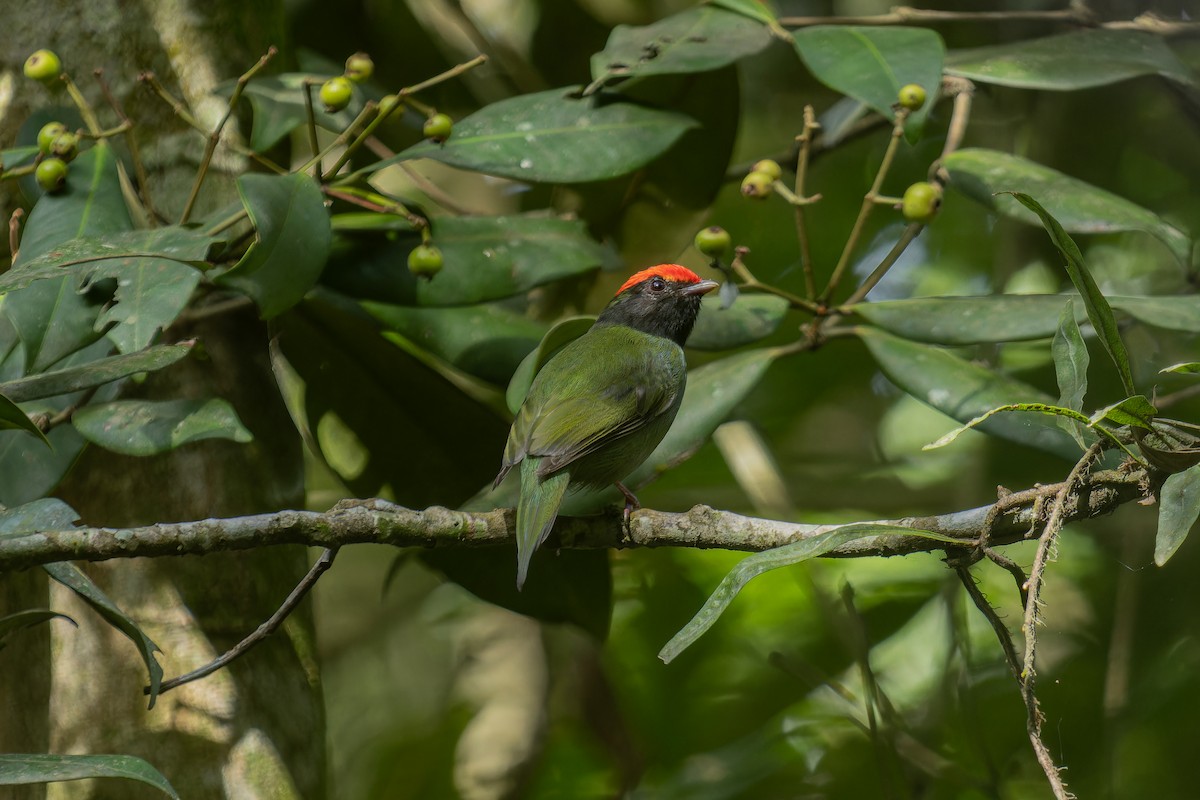 Swallow-tailed Manakin - ML641370480