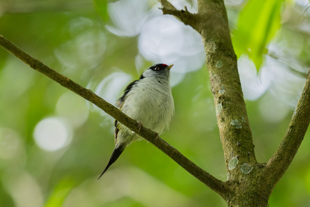 Pin-tailed Manakin - ML641370493