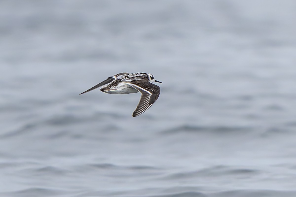 Red-necked Phalarope - ML641370511