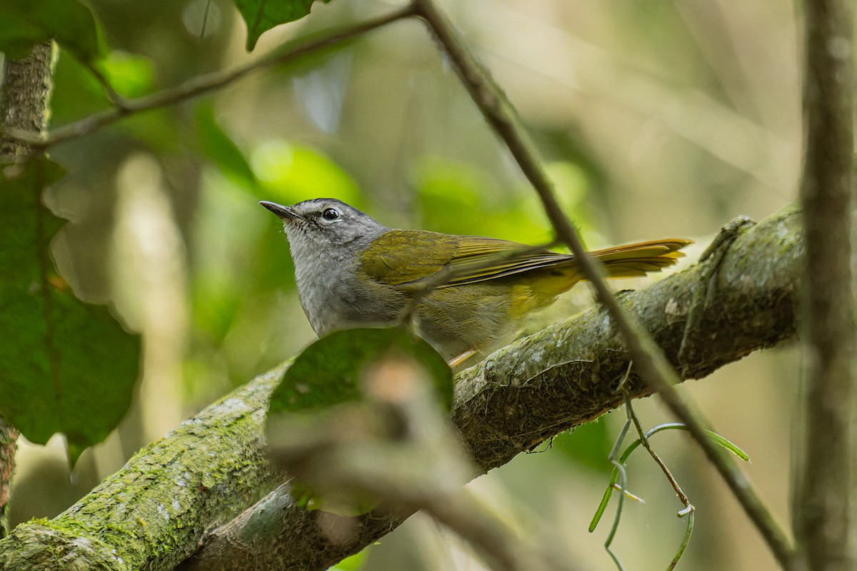 White-browed Warbler - ML641370515