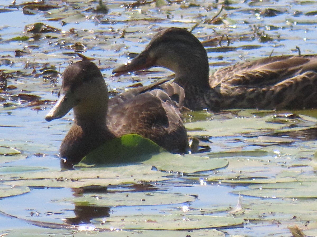 American Black Duck - ML641370523