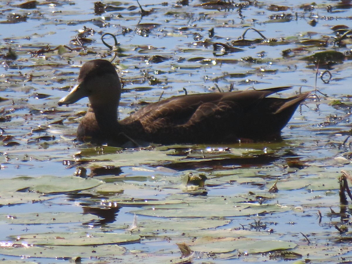 American Black Duck - ML641370524