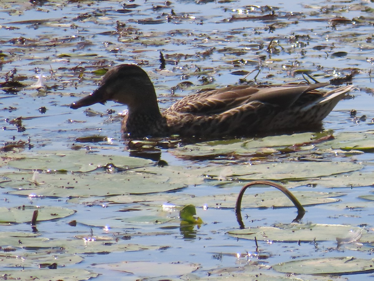 American Black Duck - ML641370525