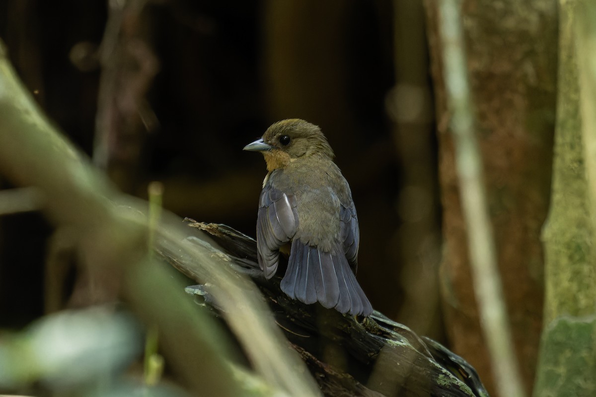 Black-goggled Tanager - ML641370529